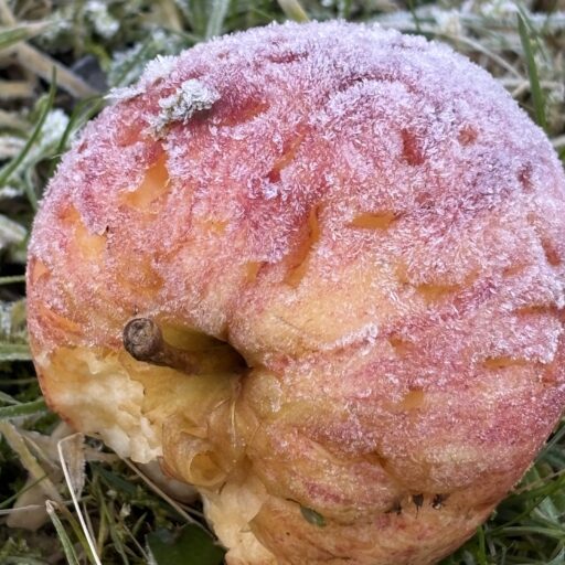 Apple from memorial site at Tuam